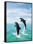 Bottlenose Dolphins Spinning in Water-null-Framed Stretched Canvas