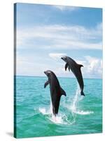 Bottlenose Dolphins Spinning in Water-null-Stretched Canvas