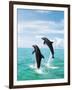 Bottlenose Dolphins Spinning in Water-null-Framed Premium Photographic Print