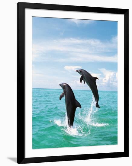 Bottlenose Dolphins Spinning in Water-null-Framed Premium Photographic Print