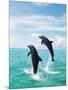 Bottlenose Dolphins Spinning in Water-null-Mounted Premium Photographic Print