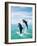 Bottlenose Dolphins Spinning in Water-null-Framed Photographic Print