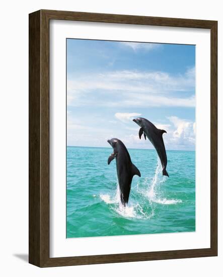 Bottlenose Dolphins Spinning in Water-null-Framed Photographic Print