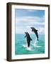 Bottlenose Dolphins Spinning in Water-null-Framed Photographic Print