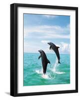 Bottlenose Dolphins Spinning in Water-null-Framed Photographic Print