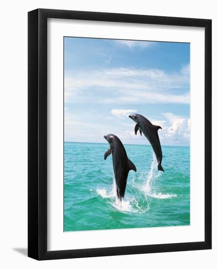 Bottlenose Dolphins Spinning in Water-null-Framed Photographic Print