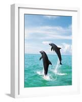 Bottlenose Dolphins Spinning in Water-null-Framed Photographic Print