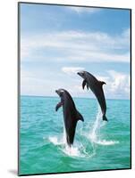 Bottlenose Dolphins Spinning in Water-null-Mounted Photographic Print