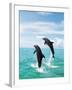 Bottlenose Dolphins Spinning in Water-null-Framed Photographic Print