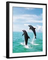 Bottlenose Dolphins Spinning in Water-null-Framed Photographic Print