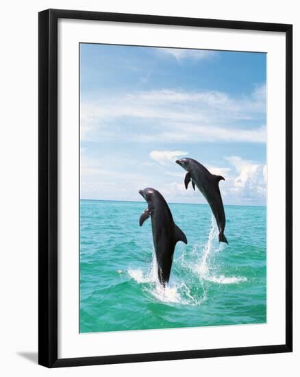 Bottlenose Dolphins Spinning in Water-null-Framed Photographic Print