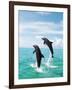 Bottlenose Dolphins Spinning in Water-null-Framed Photographic Print