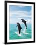 Bottlenose Dolphins Spinning in Water-null-Framed Photographic Print