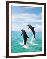 Bottlenose Dolphins Spinning in Water-null-Framed Photographic Print