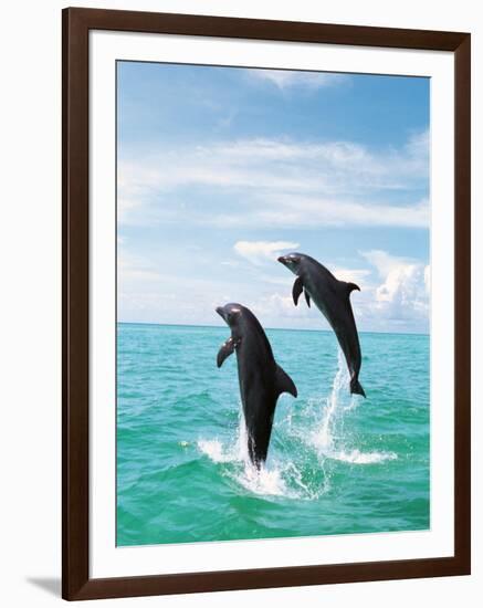 Bottlenose Dolphins Spinning in Water-null-Framed Photographic Print