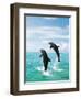 Bottlenose Dolphins Spinning in Water-null-Framed Premium Photographic Print