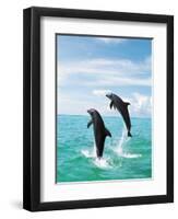 Bottlenose Dolphins Spinning in Water-null-Framed Premium Photographic Print