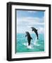 Bottlenose Dolphins Spinning in Water-null-Framed Premium Photographic Print