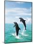 Bottlenose Dolphins Spinning in Water-null-Mounted Premium Photographic Print