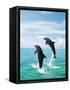 Bottlenose Dolphins Spinning in Water-null-Framed Stretched Canvas