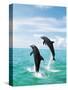 Bottlenose Dolphins Spinning in Water-null-Stretched Canvas