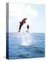 Bottlenose Dolphins Spinning in Water-null-Stretched Canvas