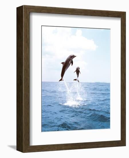 Bottlenose Dolphins Spinning in Water-null-Framed Photographic Print