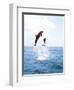 Bottlenose Dolphins Spinning in Water-null-Framed Photographic Print