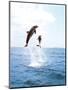 Bottlenose Dolphins Spinning in Water-null-Mounted Photographic Print