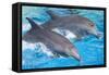 Bottlenose Dolphins Tail Dancing-Augusto Leandro Stanzani-Framed Stretched Canvas