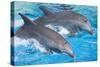 Bottlenose Dolphins Tail Dancing-Augusto Leandro Stanzani-Stretched Canvas