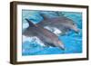 Bottlenose Dolphins Tail Dancing-Augusto Leandro Stanzani-Framed Photographic Print