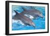 Bottlenose Dolphins Tail Dancing-Augusto Leandro Stanzani-Framed Photographic Print