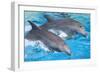 Bottlenose Dolphins Tail Dancing-Augusto Leandro Stanzani-Framed Photographic Print