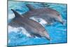 Bottlenose Dolphins Tail Dancing-Augusto Leandro Stanzani-Mounted Photographic Print