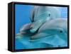 Bottlenose Dolphins, Three Close-Up of Heads Underwater-Augusto Leandro Stanzani-Framed Stretched Canvas