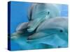 Bottlenose Dolphins, Three Close-Up of Heads Underwater-Augusto Leandro Stanzani-Stretched Canvas