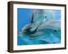 Bottlenose Dolphins, Three Close-Up of Heads Underwater-Augusto Leandro Stanzani-Framed Photographic Print