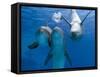 Bottlenose Dolphins, Three Playing Underwater-Augusto Leandro Stanzani-Framed Stretched Canvas