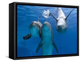 Bottlenose Dolphins, Three Playing Underwater-Augusto Leandro Stanzani-Framed Stretched Canvas