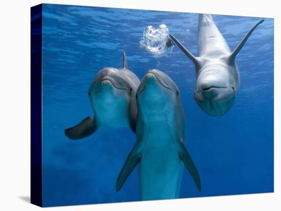 Bottlenose Dolphins, Three Playing Underwater-Augusto Leandro Stanzani-Stretched Canvas