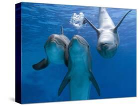 Bottlenose Dolphins, Three Playing Underwater-Augusto Leandro Stanzani-Stretched Canvas