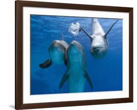 Bottlenose Dolphins, Three Playing Underwater-Augusto Leandro Stanzani-Framed Photographic Print