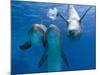 Bottlenose Dolphins, Three Playing Underwater-Augusto Leandro Stanzani-Mounted Photographic Print