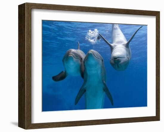 Bottlenose Dolphins, Three Playing Underwater-Augusto Leandro Stanzani-Framed Photographic Print