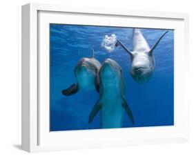 Bottlenose Dolphins, Three Playing Underwater-Augusto Leandro Stanzani-Framed Photographic Print