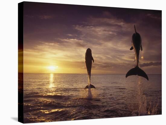 Bottlenose Dolphins, Tursiops Truncatus-Stuart Westmorland-Stretched Canvas