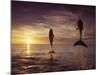 Bottlenose Dolphins, Tursiops Truncatus-Stuart Westmorland-Mounted Photographic Print