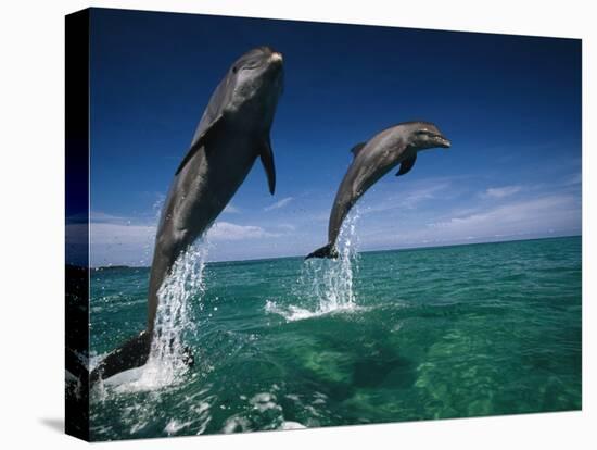 Bottlenose Dolphins, Tursiops Truncatus-Stuart Westmorland-Stretched Canvas