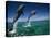 Bottlenose Dolphins, Tursiops Truncatus-Stuart Westmorland-Stretched Canvas